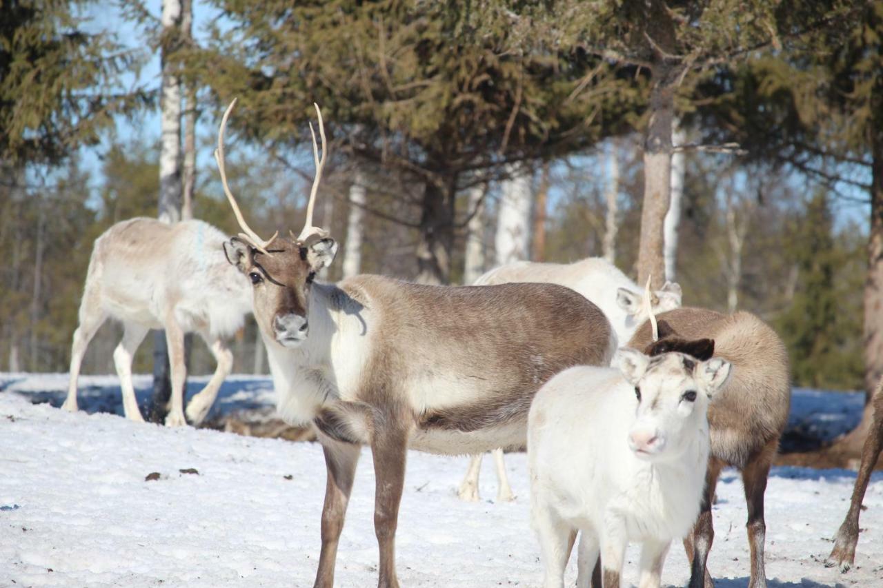 Authentic Cottage In Swedish Lapland Lycksele Luaran gambar